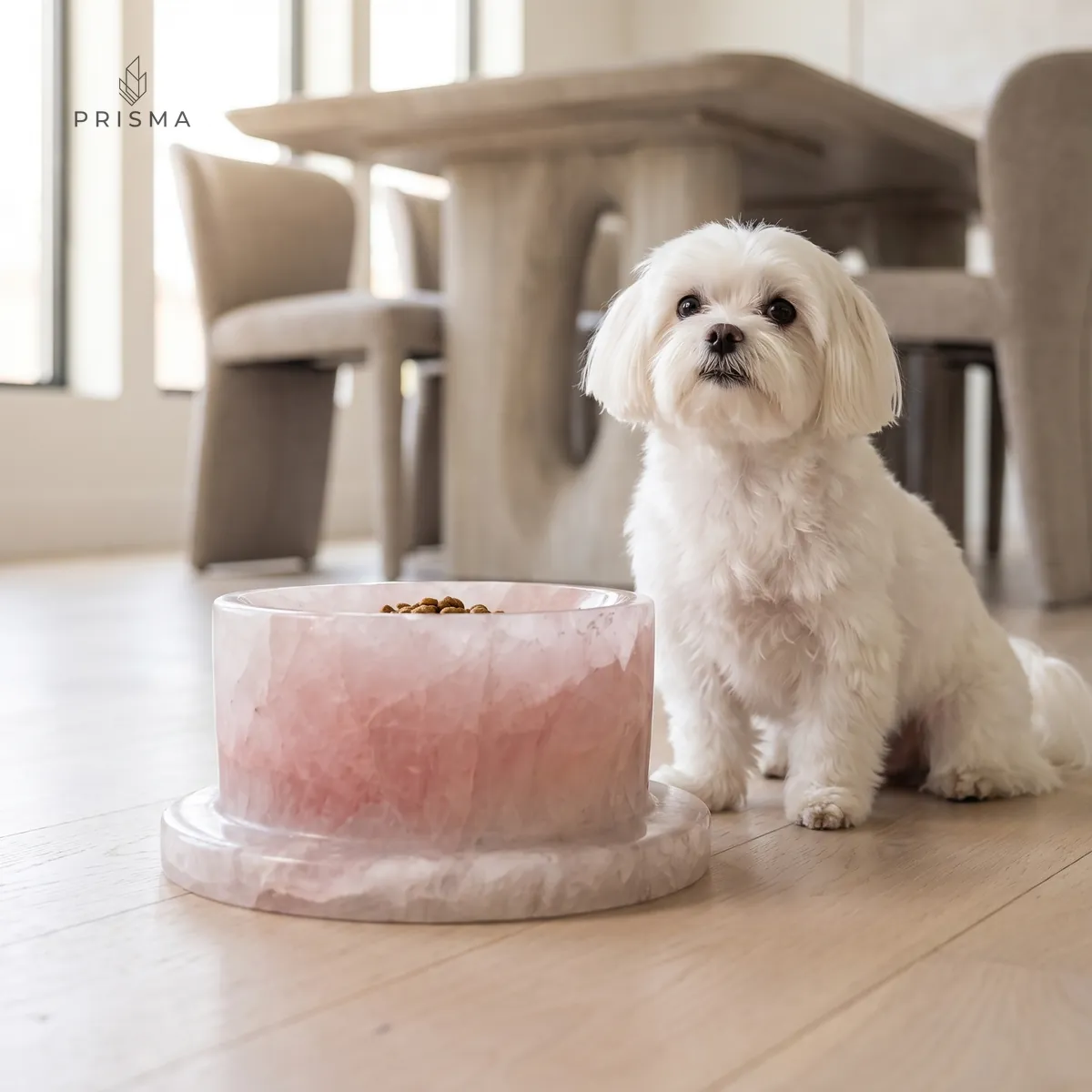Cachorro maltês branco ao lado do comedouro elevado em quartzo rosa, em sala de jantar de alto padrão